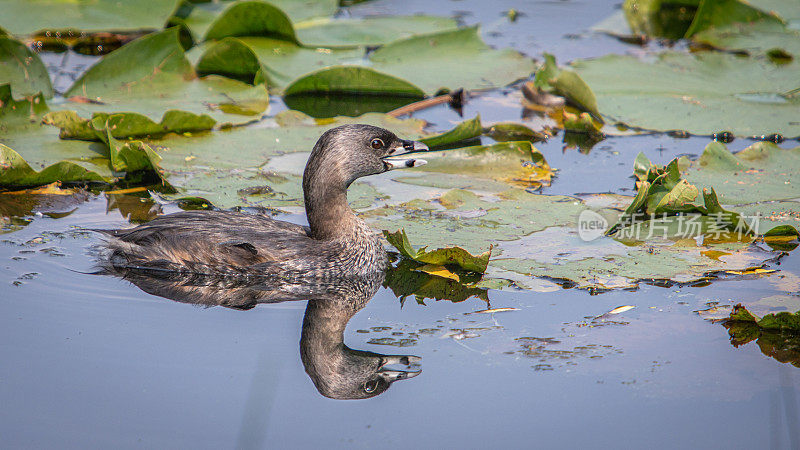 各种各样的账单Grebe, pid -billed Grebe, American dabchick。